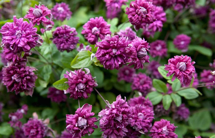 Tırnak Sağlığında : Purpurea Çiçeği Yağının Faydaları
